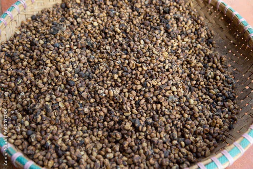 Kopi luwak or civet coffee, Coffee beans excreted by the civet Kopi luwak or civet coffee, Coffee beans excreted by the civet