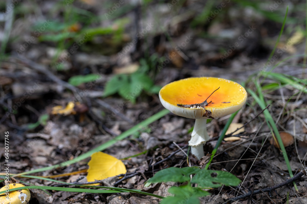 Close-up picture of a Amanita poisonous mushroom in nature Close-up picture of a Amanita poisonous mushroom in nature