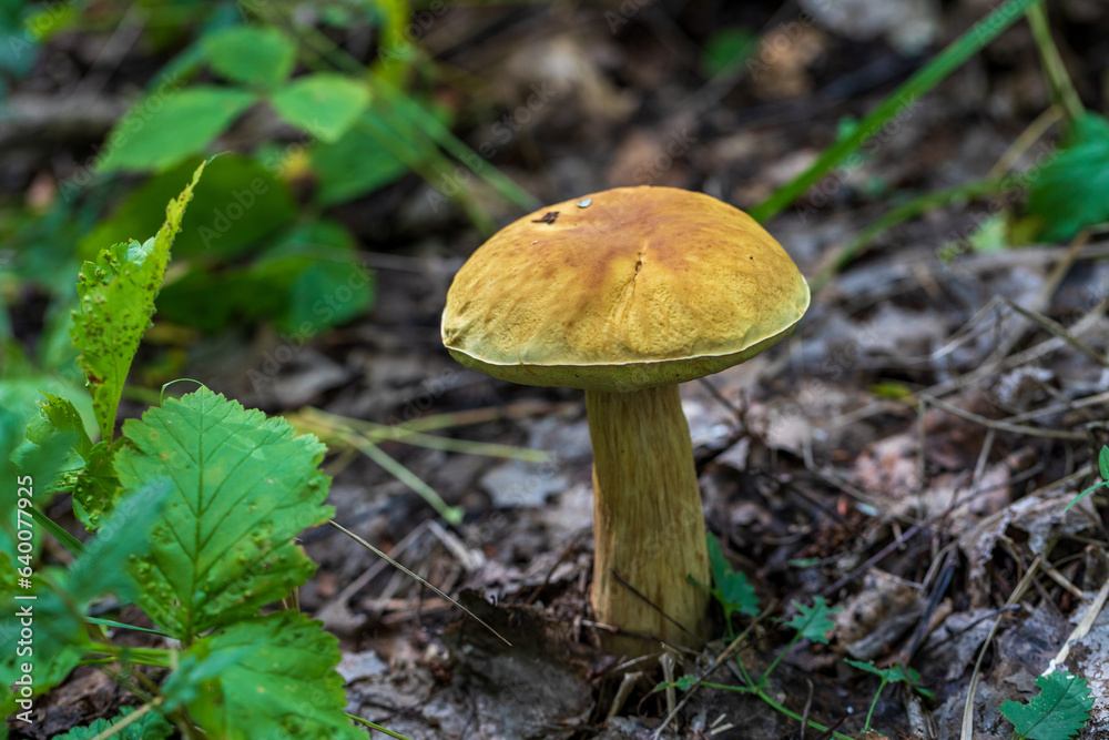 Mushrooms cut in the woods. Mushroom boletus edilus. Popular white Boletus mushrooms in forest. Mushrooms cut in the woods. Mushroom boletus edilus. Popular white Boletus mushrooms in forest.