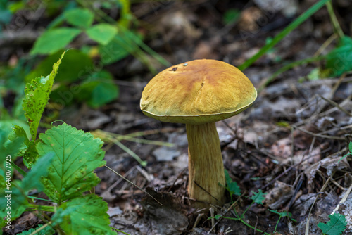 Mushrooms cut in the woods. Mushroom boletus edilus. Popular white Boletus mushrooms in forest.