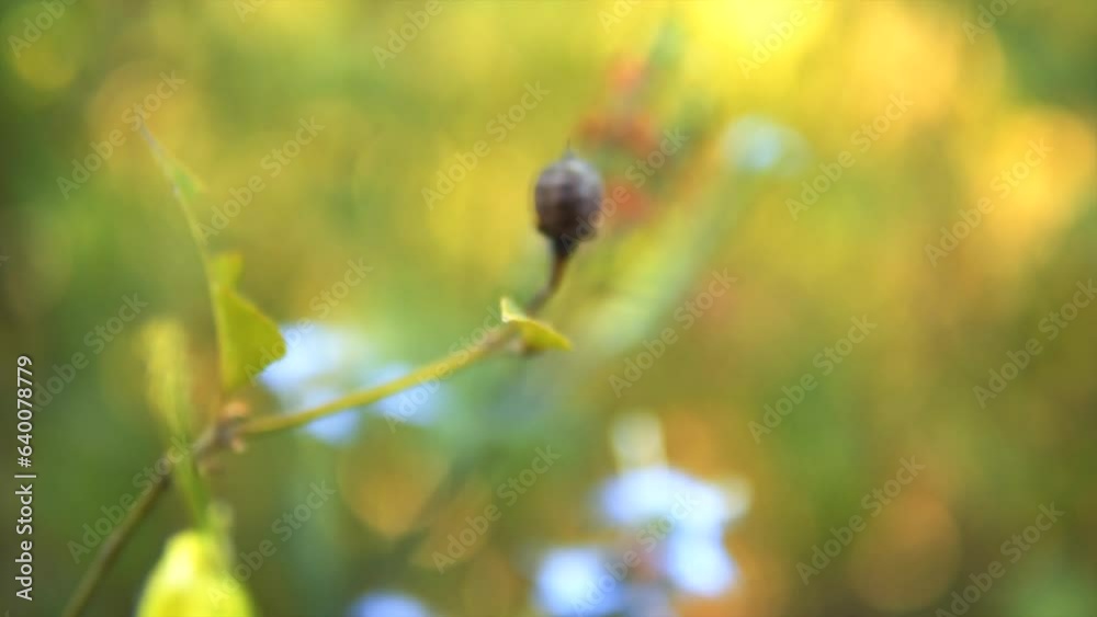 A plant with green leaves and blue flowers in natural light. A plant with green leaves and blue flowers in natural light.