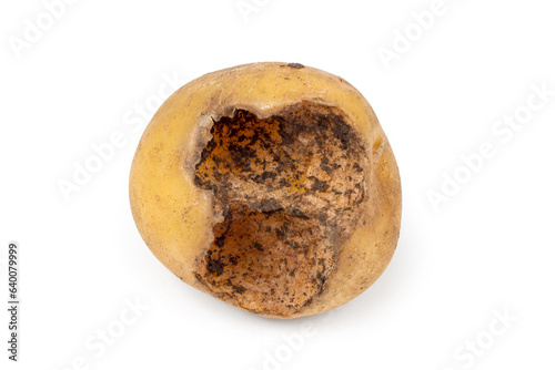 Potatoes gnawed by pests. Damaged potato tuber on a white background.