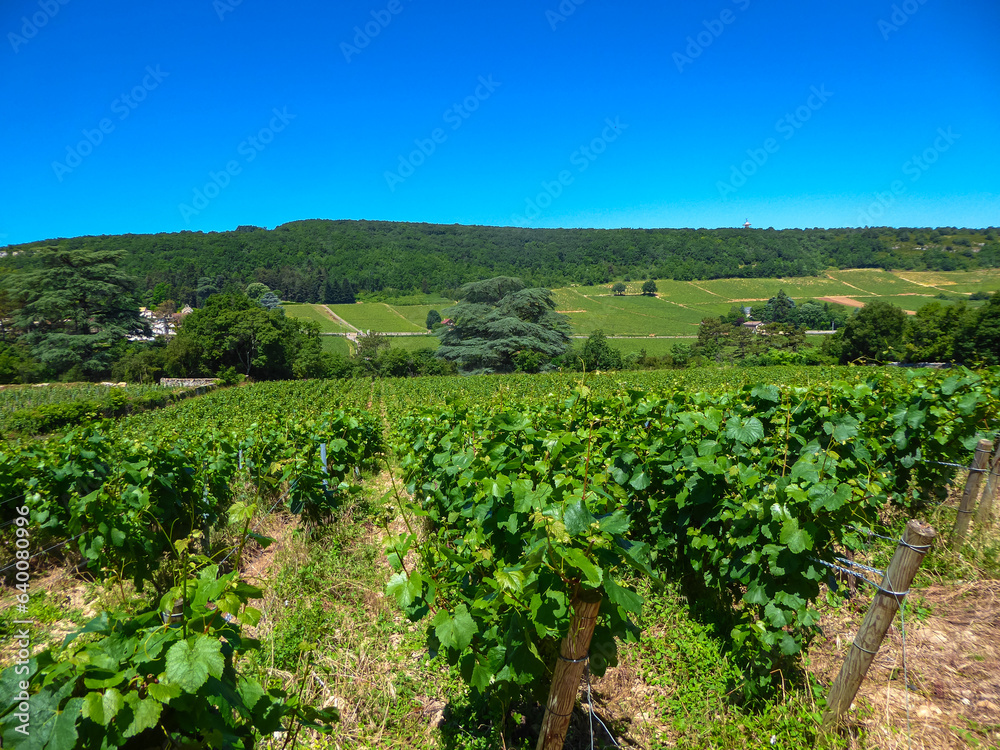 Scenic view of stunning vineyard near Chateau de Rully in Burgundy, France. Cote d'Or, Burgundy wine region, Auxey-Duresses. Rows of grape vines. Route des Grands Crus, Meursault, Cotes de Beaune