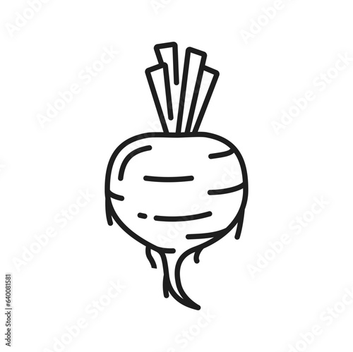 Outline beetroot taproot vegetable isolated dieting vegetarian food thin line icon. Vector garden table-beet vegetable. Edible rhizome radish food