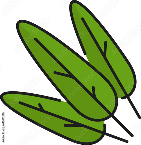 Sage green isolated kitchen herb, seasoning hand drawn leaves, culinary sage, spicy flavored condiment. Common Salvia herb outline icon