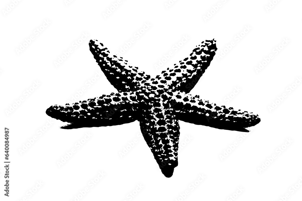 silhouette of starfish isolated on white background, invertebrate animal silhouette of starfish isolated on white background, invertebrate animal