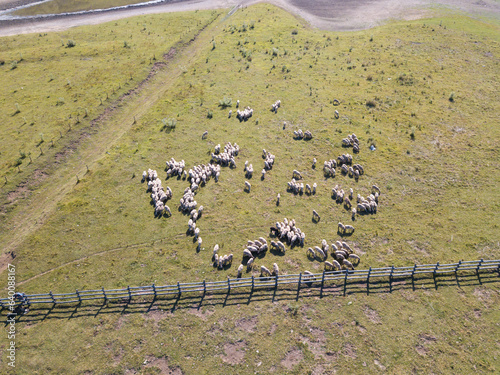 Bagnolo Irpino: sheeps near Laceno Lake; drone view