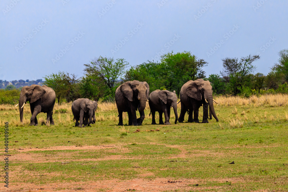 Herd of african elephants in savanna in Serengeti National park in Tanzania