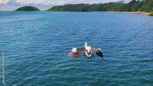 4k Video -A Pelican flying from the pier at Crookhaven Heads Boat Ramp on the Crookhaven River in Comerong Bay, Shoalhaven, South Coast, NSW, Australia.  photo