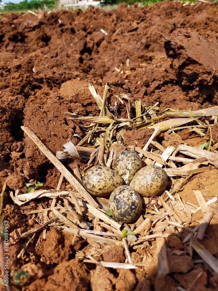 eggs in the nest eggs in the nest