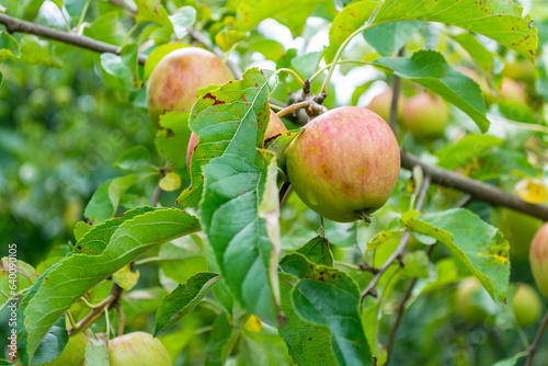 Ripe apples on the branches of an apple tree in the garden