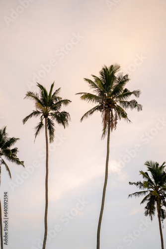 Clean photo during on the beach sunrise with palm trees in Mirissa  Sri Lanka