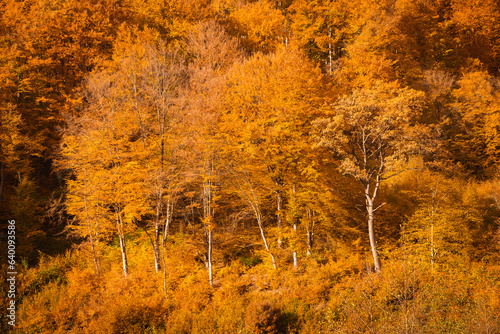 autumn background. trees are covered with yellow-orange leaves.