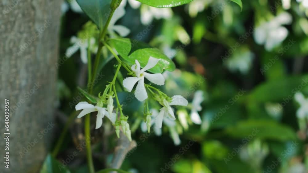 Close up of blooming jasmine flowers moving in wind Close up of blooming jasmine flowers moving in wind