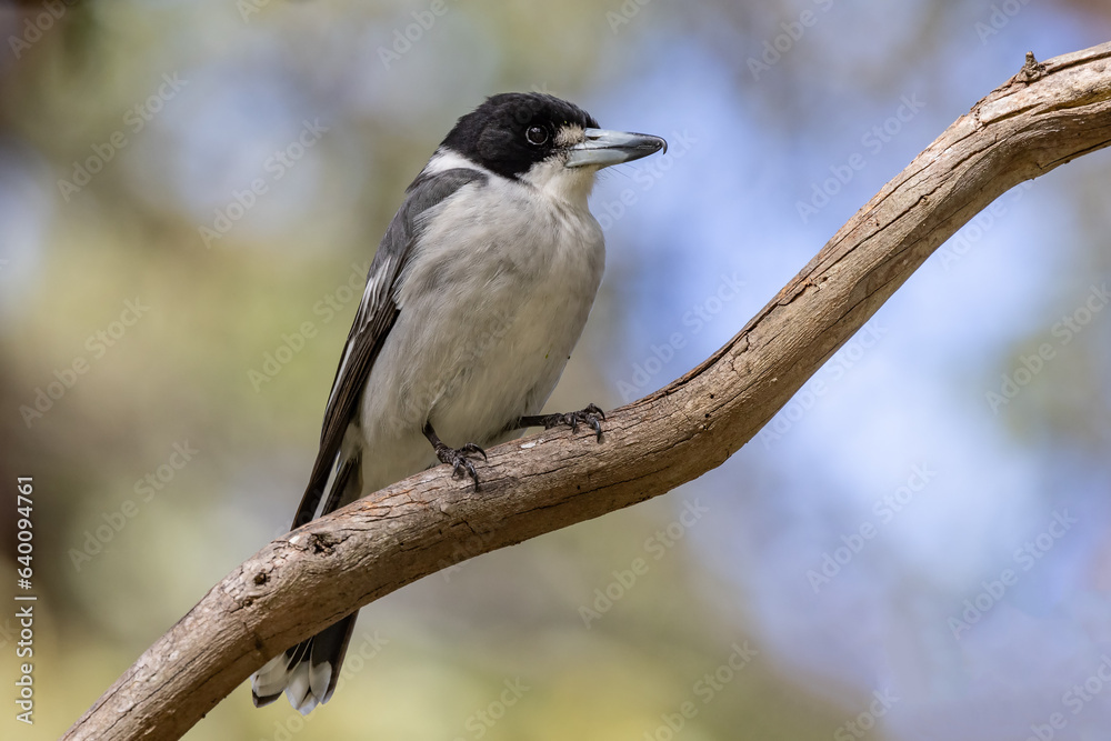 Australian Grey Butcherbird perched on tree branch