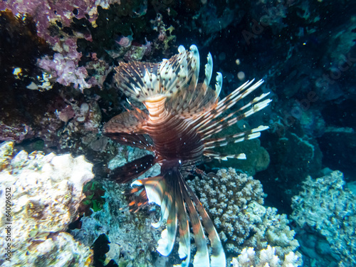Lionfish lives in the coral reef of the Red Sea