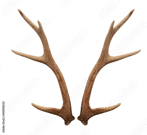 Christmas elements antlers hunting elk horns PNG easy to use