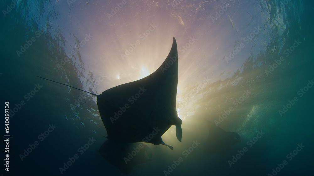 Giant oceanic manta ray or Mobula birostris slowly swims underwater in