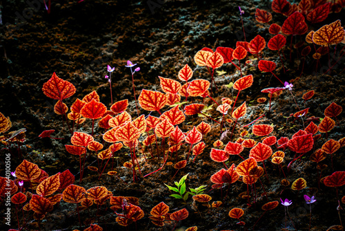 Begonia arenosaxa ined. (Begoniaceae)Rain forest plants,mini pond,bowl Thailand at Phu Hin Rong Kla national park ,Thailand photo