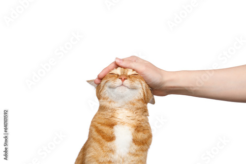 Papier peint Portrait of a woman's hand stroking a ginger cat with smile on Isolated white ba