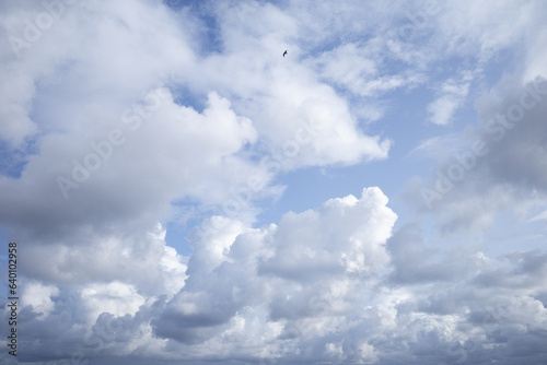 Dense white clouds on a blue sky  evolution clouds
