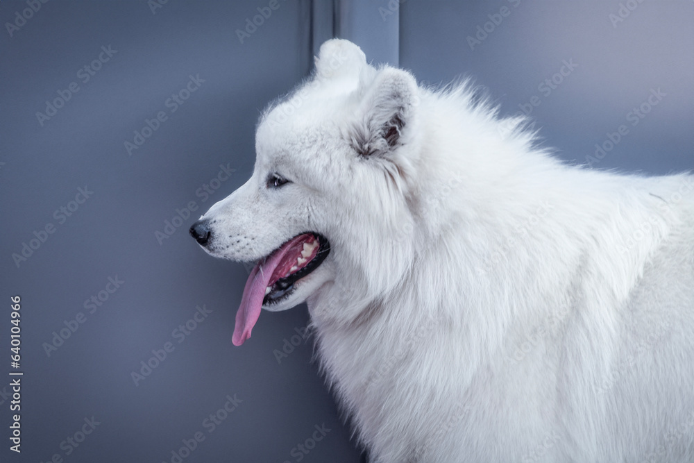 Portrait photo of a beautiful dog.