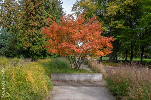 Amelanchier lamarckii shadbush colorful autumnal shrub branches full of beautiful red orange yellow leaves