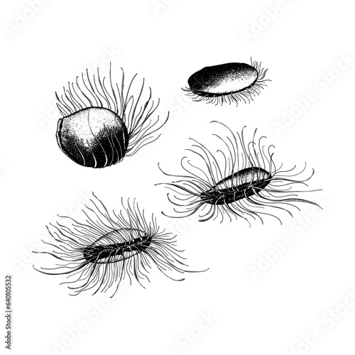 Disco Clams hand drawing vector isolated on background.