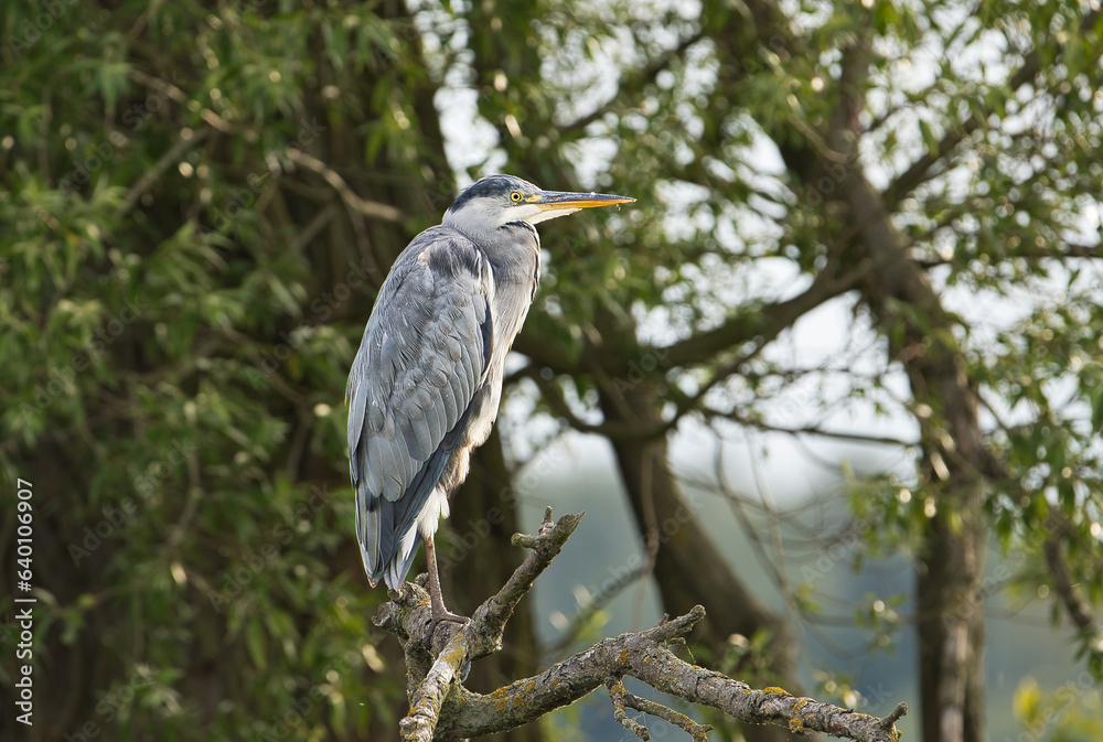 Fototapeta premium Gray heron