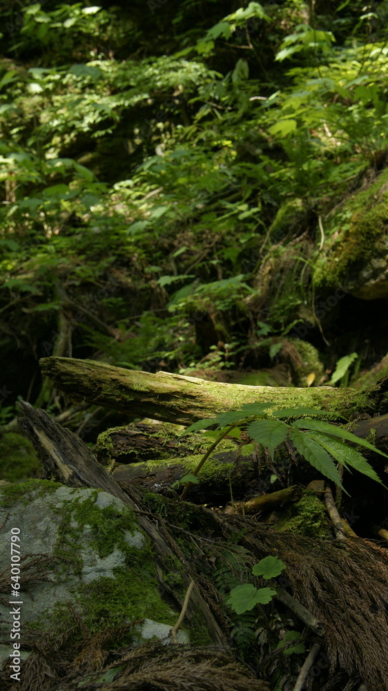 mossy tree mossy tree