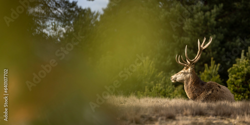 Fototapeta Naklejka Na Ścianę i Meble -  deer in forest