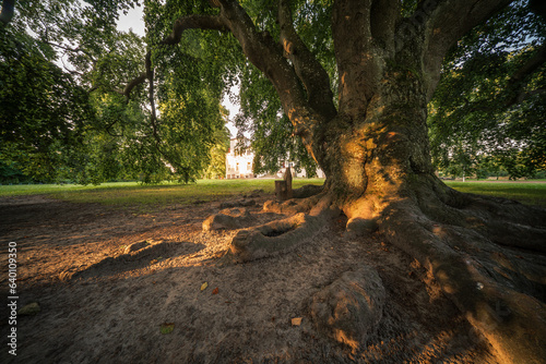 A natural monument in the Park in Slebowo near the town of Znin in the Paluki region. photo