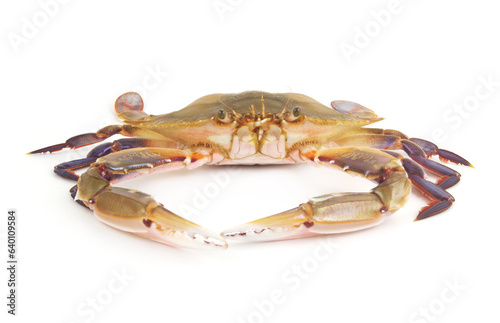 Raw three-spot swimming crab isolated on white background. 