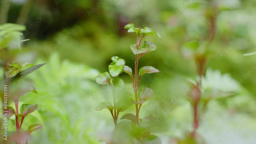 Foggy misty in the garden. Freshness plant garden with mist fog. Foggy misty in the garden. Freshness plant garden with mist fog.