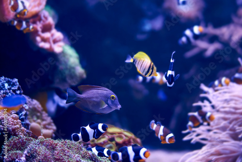 Fish and corals in the sea, underwater world.