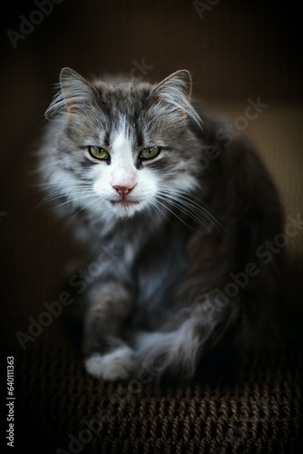 portrait of a cat © Bagus