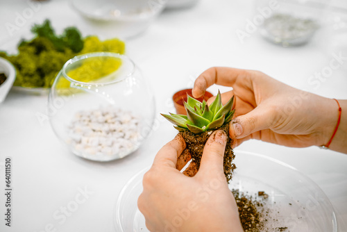 Fotografie hands holding a succulent plant for terrarium