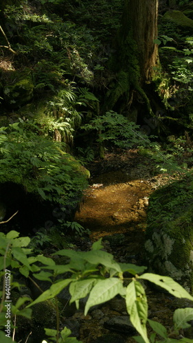 tree  moss and stream
