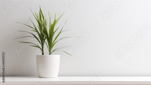 A close-up of a minimalist living room plant, with simple lines, minimal leaves, and copy space.