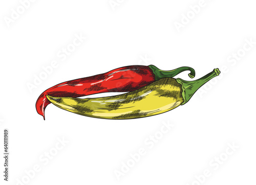 Red and yellow chili peppers in sketch style, vector illustration isolated on white background.
