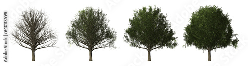 Autumn tree with leaves in four versions with leaves and without leaves on a transparent background