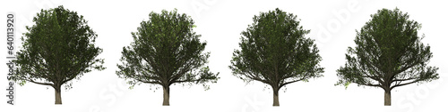 Collection of realistic trees on a transparent background  cutout png