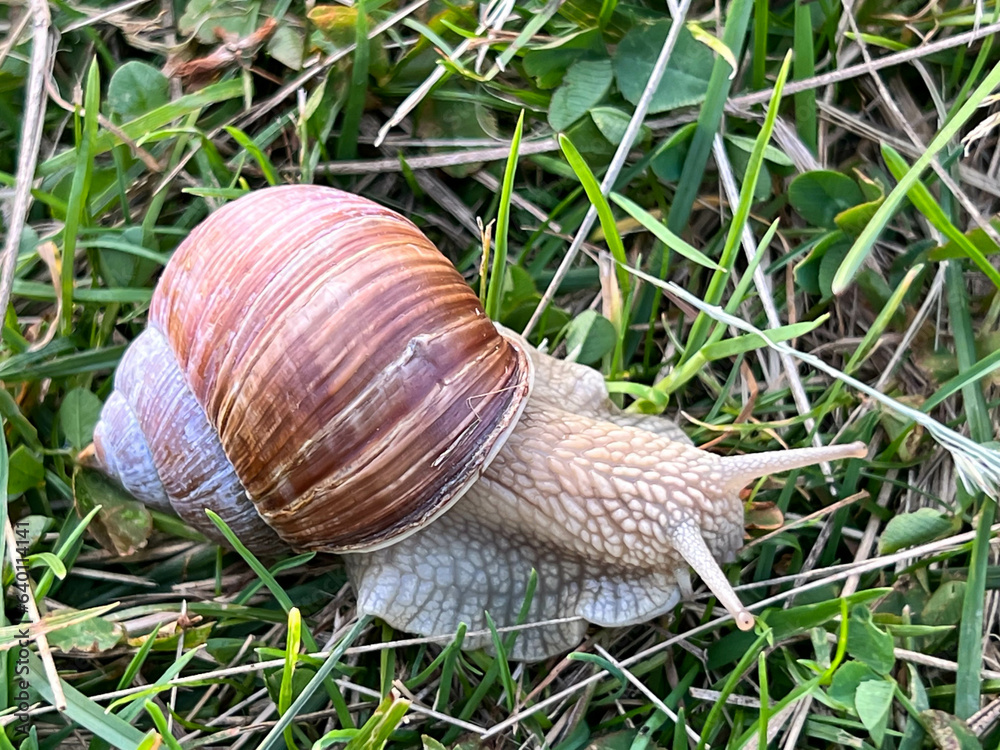 Vineyard snail in a meadow, among small grasses Vineyard snail in a meadow, among small grasses