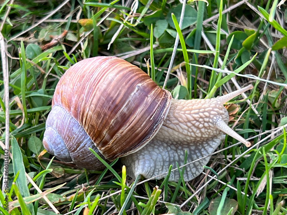 Vineyard snail in a meadow, among small grasses Vineyard snail in a meadow, among small grasses