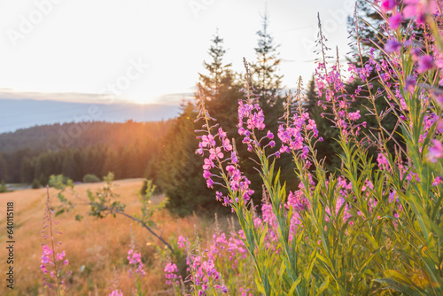 Wildflowers on meadow at sunset, mountain landscape in background.
