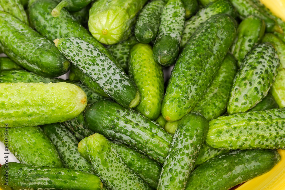 Washed cucumbers and gherkins on dish, fragment close-up Washed cucumbers and gherkins on dish, fragment close-up