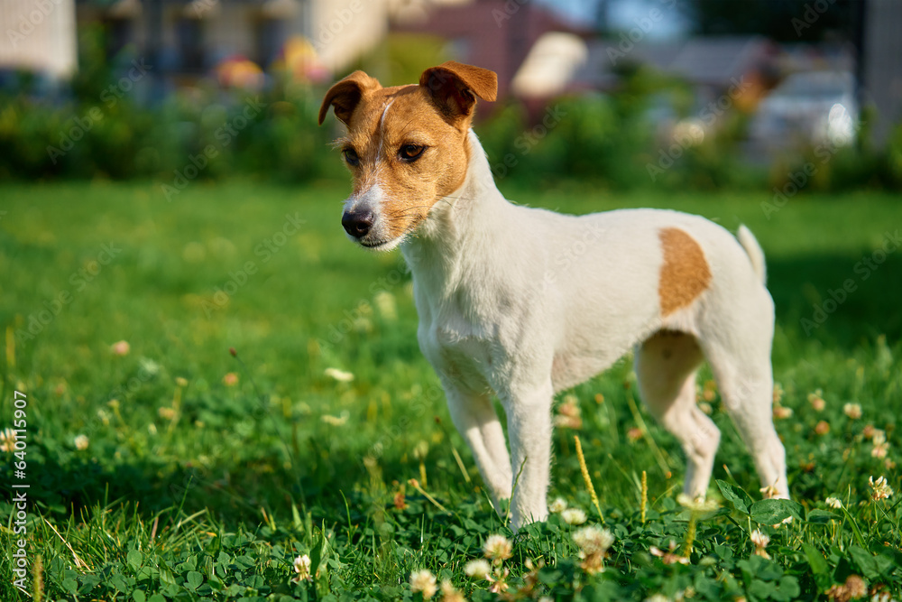 Dog walking on lawn with green grass on summer day. Active pet outdoors. Cute Jack Russell terrier portrait