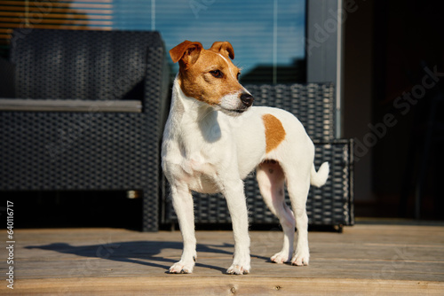 Dog walks on suburban house terrace at summer day. Adorable pet posing outside. Cute Jack Russell terrier portrait.
