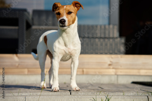 Dog walks on suburban house terrace at summer day. Adorable pet posing outside. Cute Jack Russell terrier portrait.