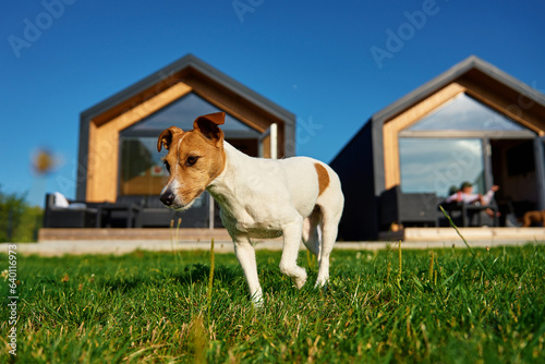 Obraz na płótnie Cute small dog on front yard near suburban house at summer day
